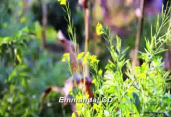 Tera Klam Hai Chrag (Anil Kant)