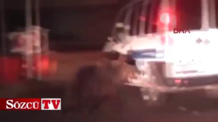 Bursa'da gece yarısı ayı paniği!