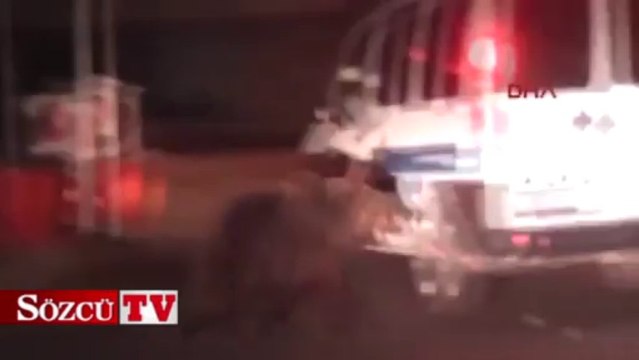 Bursa'da gece yarısı ayı paniği!