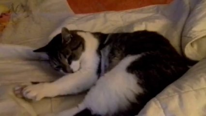 Nanou le Chat joue avec le " stylo-note"