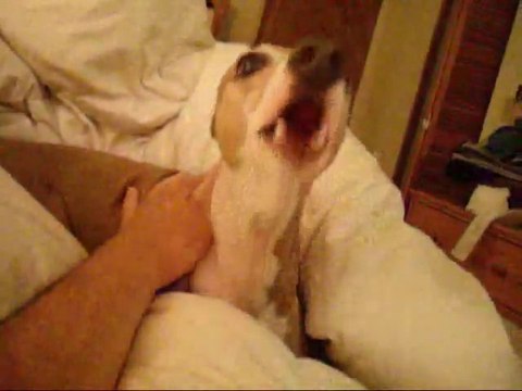 Italian Greyhound Is Adorably Terrified By Creepy Halloween Story