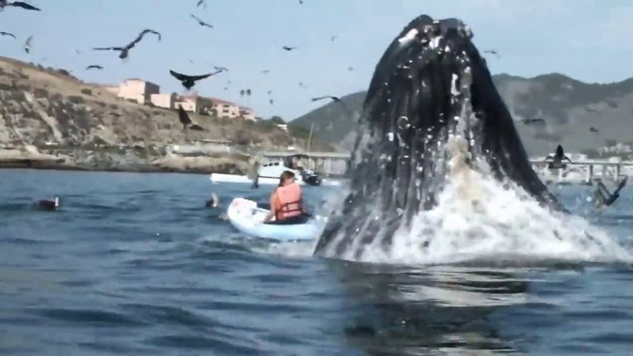 Baleine géante VS filles en kayak... La folie!