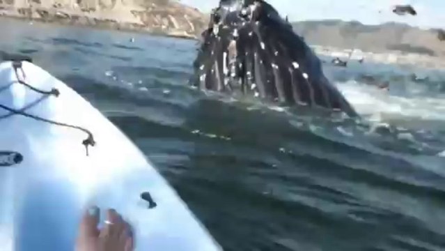 Women in kayaks meet Giant Humpback Whale