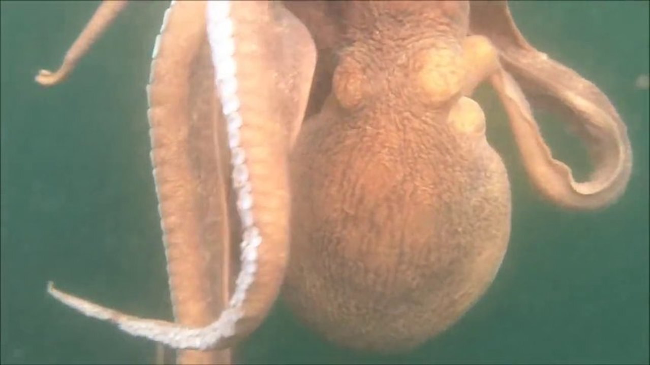 Des pécheurs en Kayak attrapent une pieuvre géante!