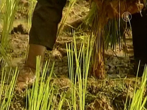 Экологи: земля в КНР опасна для здоровья