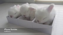 Des bébés lapins dans des boites d'iPhone 5s! Trop mimi!