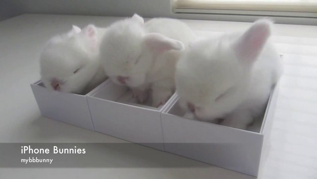 Des bébés lapins dans des boites d'iPhone 5s! Trop mimi!