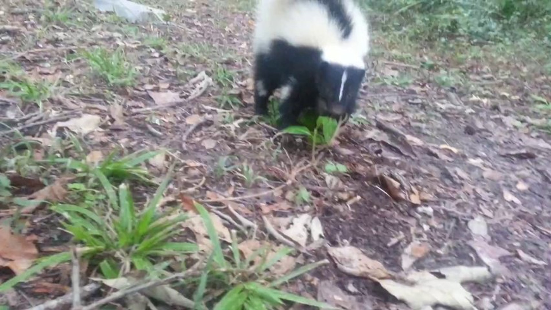Vicious Baby Skunk Attack Just Looks Cute