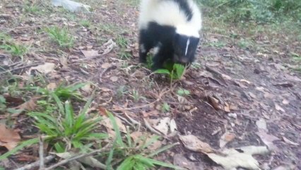 Vicious Baby Skunk Attack Just Looks Cute