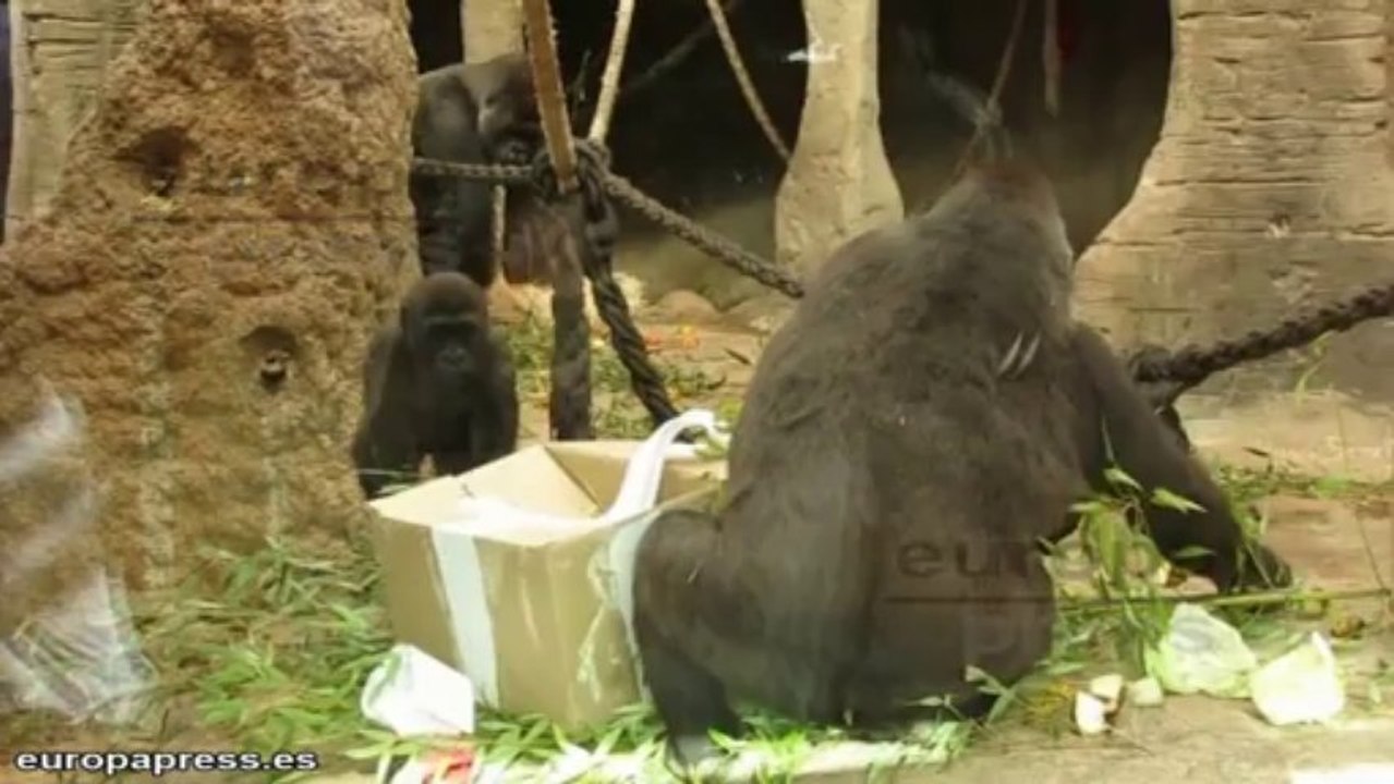 Los bebés del Zoo reciben sus regalos