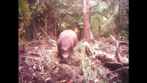 اندونيسيا تبني محمية لانقاذ اندر حيوانات وحيد القرن في العالم