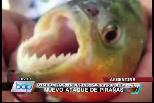 Trece bañistas heridos tras nuevo ataque de pirañas en Argentina