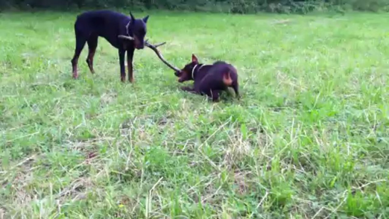 2 dobermans