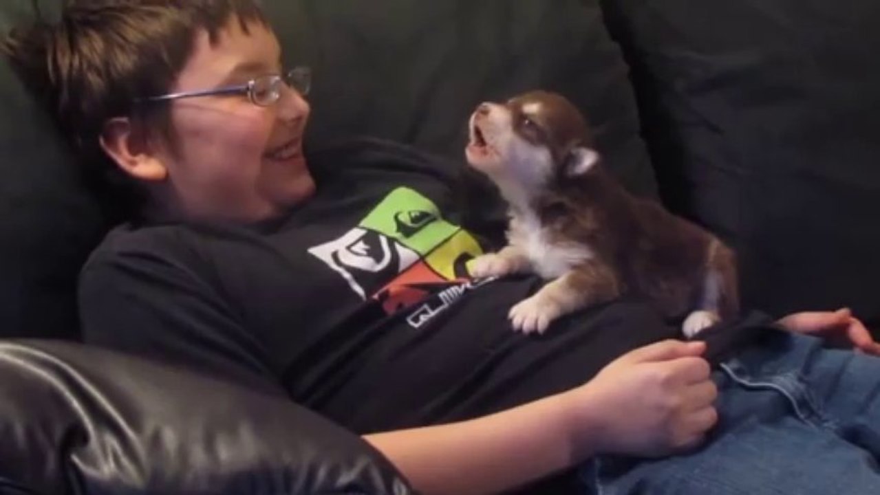 Un chiot apprend à hurler