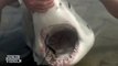Fishing For Great White Shark | INCREDIBLE Catch and Release