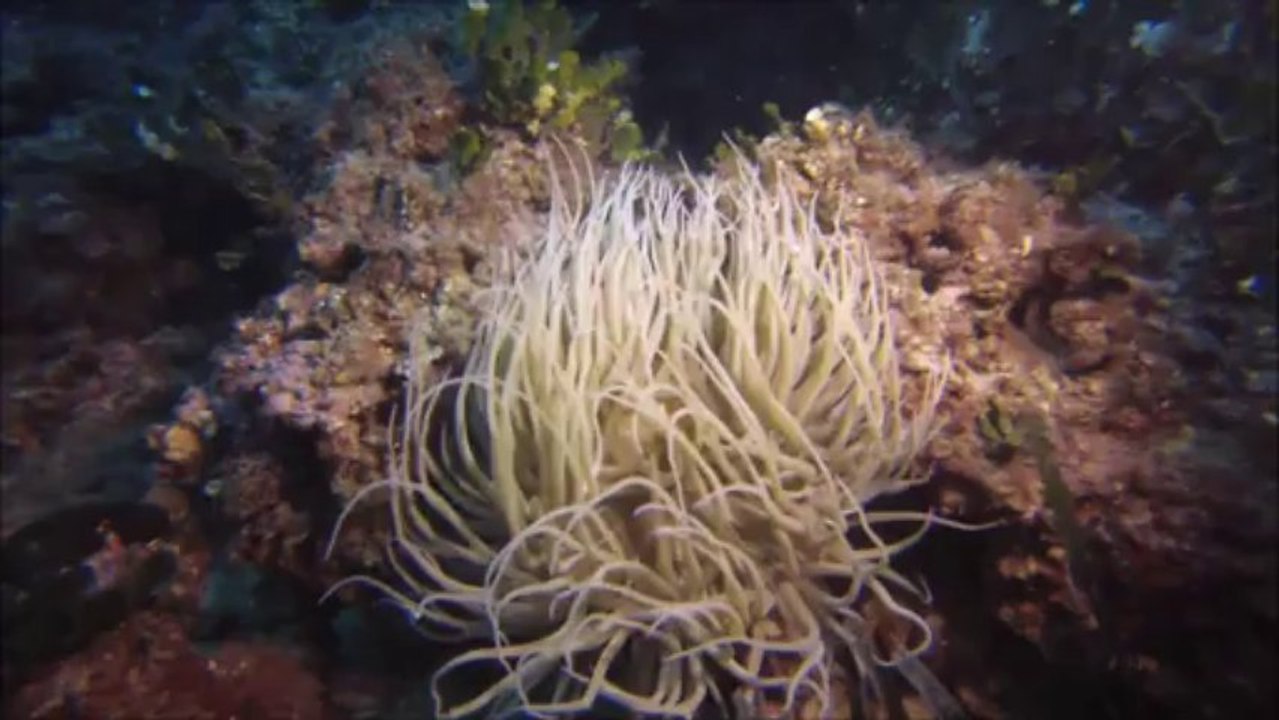 Plongée du nouvel an... Anse  Méjean....avec le CSAM