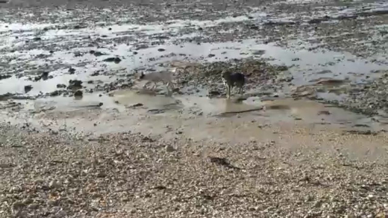 Jojo sur la plage