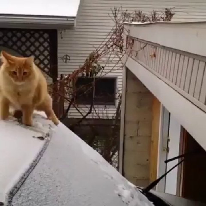 Chat - Neige - Glissade