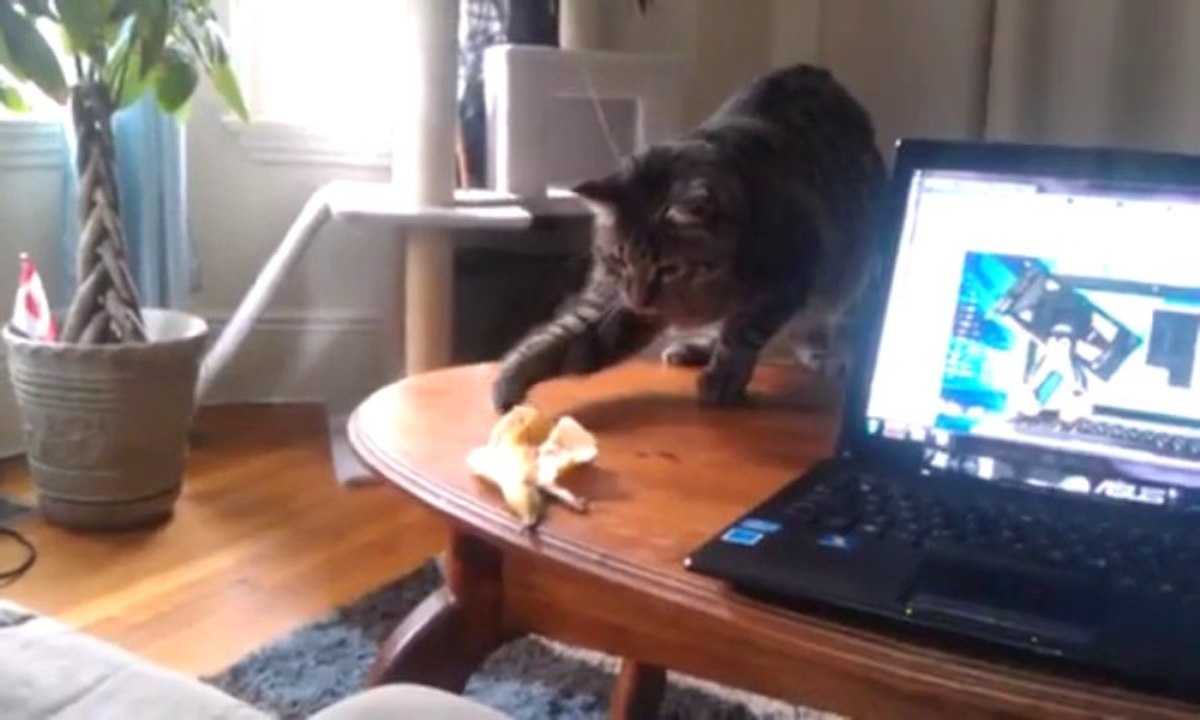 Chat vs Peau de banane