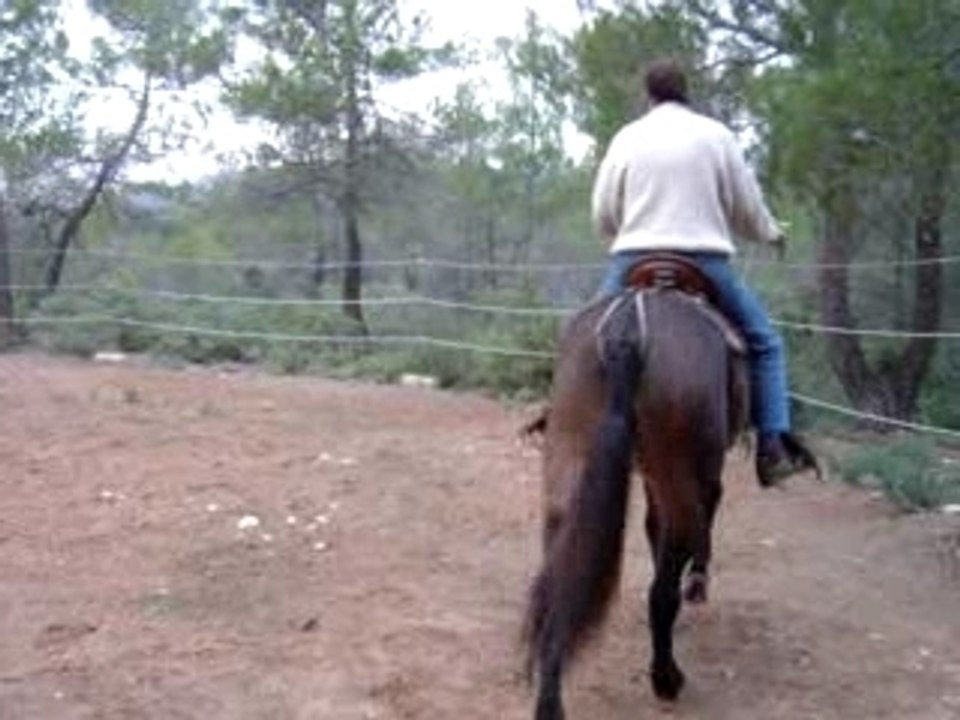 dressage Romina 2