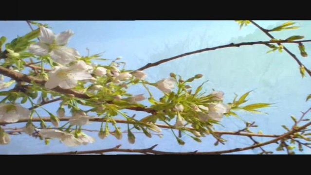 BlackVenom Ash - Lost Witness - 7 Colours Edited By Blackven0m