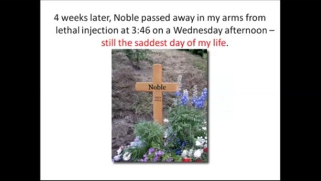 Homemade dog food recipes-How to feed your dog?