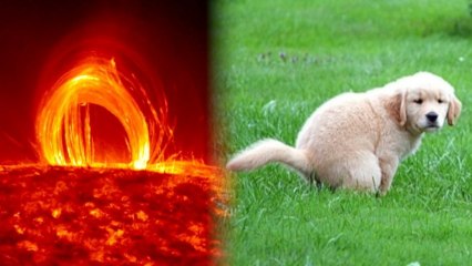 Dogs Poop in Coordination with Earth's Magnetic Field