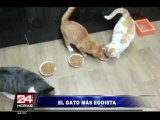VIDEO: no come ni deja comer, conozca al  gato más egoísta del mundo
