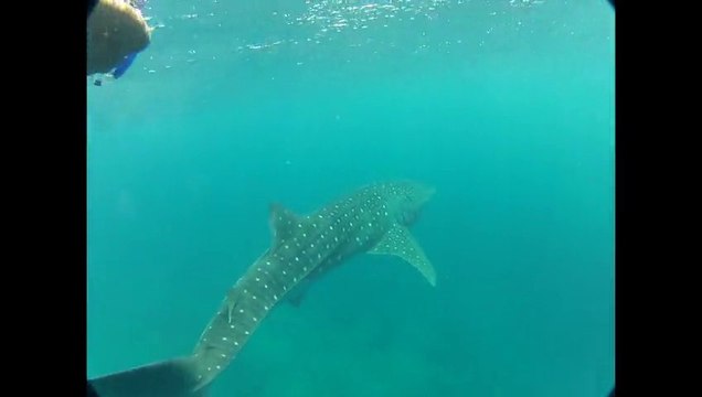 Requin Baleine aux Maldives