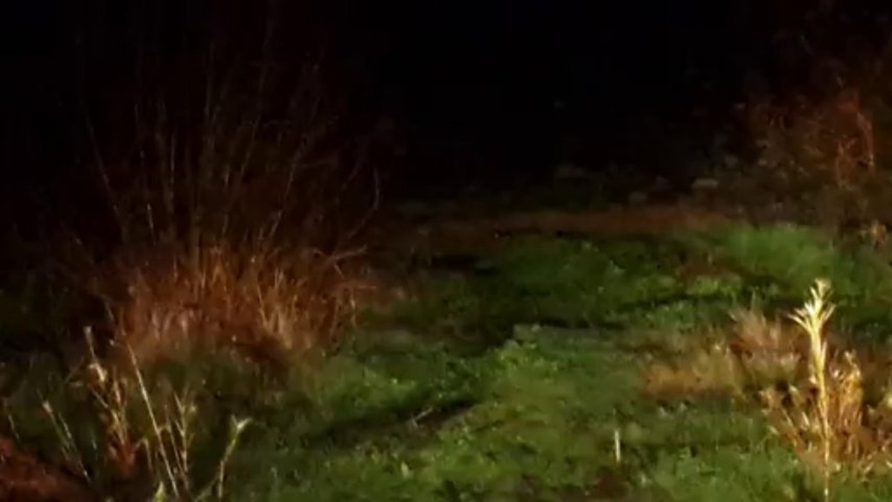 ÇULLUK GECE YAYILIMI 1