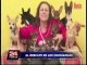 Neoyorquina se convierte en salvadora de chihuahuas en Estados Unidos
