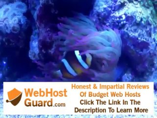 Clarkii Clown hosting Anemone - in my 120 gal Reef tank