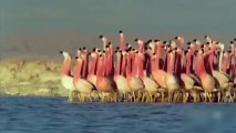 Flamingos Dancing To Michael Jackson