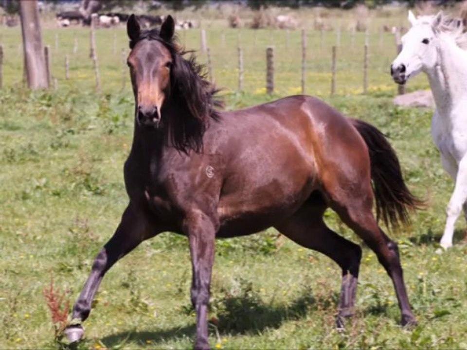 MYthoroughbred