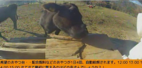 20140103 08-30  牧場３号機　シズお姉さん　バナナ