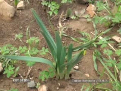 147 Karaburun & Bayındır Nergis