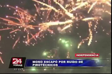 Mono que se escapó en Independencia genera alarma entre los vecinos del lugar