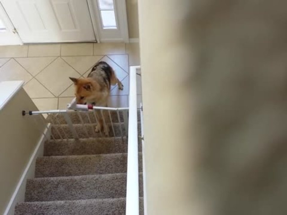 Clever Wolf Opens Baby Proof Gate