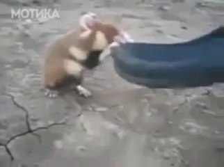 МОТИКА: Што е бе, ќе се тепаш ли? Ајде дојди ако смееш!