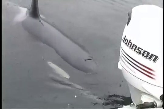 Une orque communique avec les humains en imitant un bateau à moteur