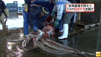20140104　3メートルを超す巨大イカ水揚げ 富山・氷見漁港