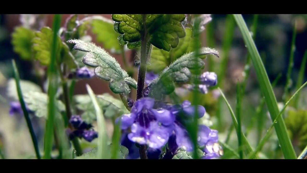 Nature in the rain 2014 [Full HD 1080p]