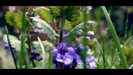 Nature in the rain 2014 [Full HD 1080p]