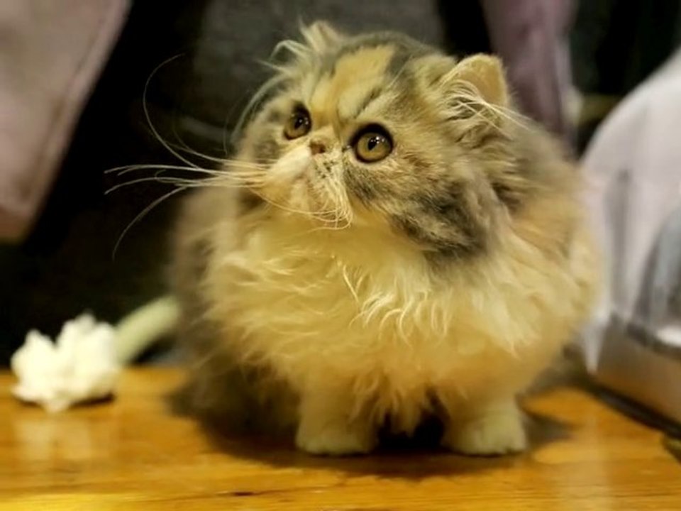 Le salon AnimalMania souffle ses dix bougies à Marseille