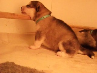 pas facile les 1er pas