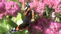 Red Admiral Butterfly (P.White)