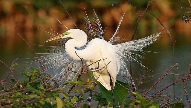 Birds - Egrets (PP720)