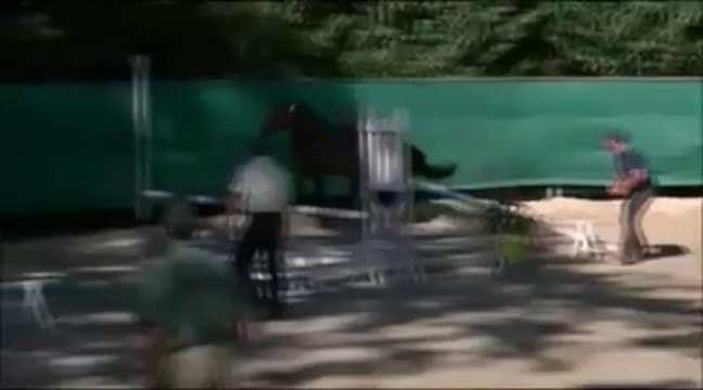 VIDAM SAND étalon PFS par QUIDAM DE REVEL