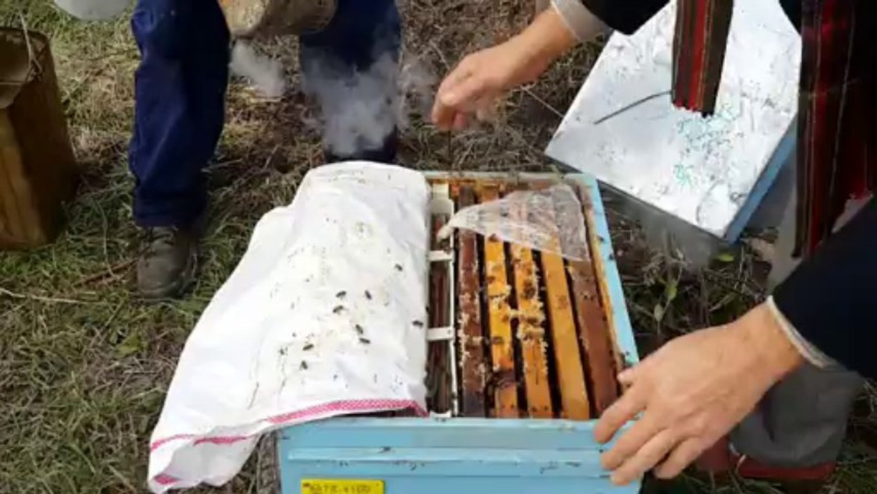 4 ocak 2014 günü invert şurupla arı besleme