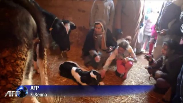 Naissance d'un veau à deux têtes près de Fès, au Maroc